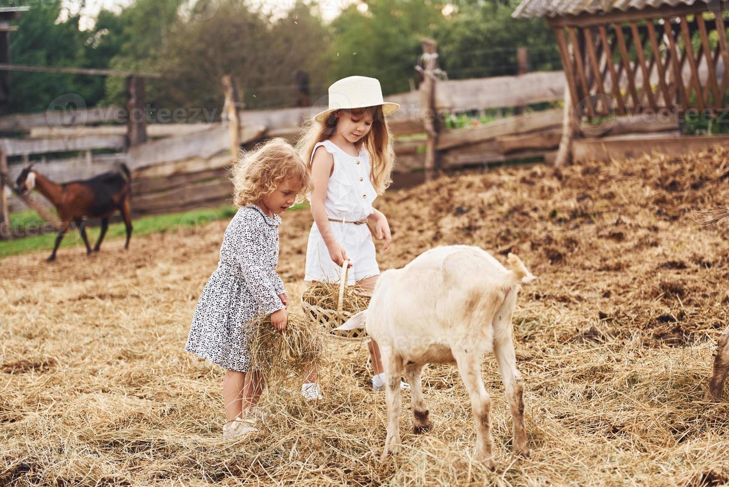 Due poco ragazze insieme su il azienda agricola a estate avendo fine settimana con capre foto