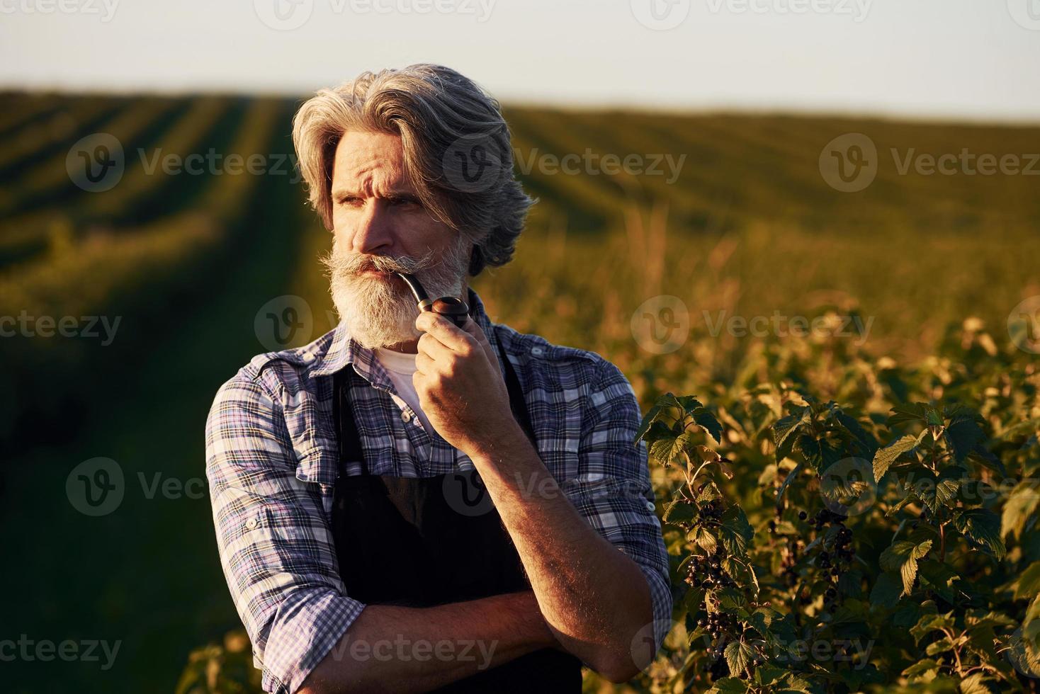 ritratto di anziano elegante uomo con grigio capelli e barba su il agricolo campo con raccogliere foto
