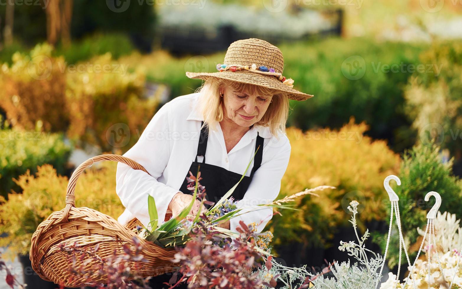 con cestino nel mani. anziano donna è nel il giardino a giorno. concezione di impianti e le stagioni foto