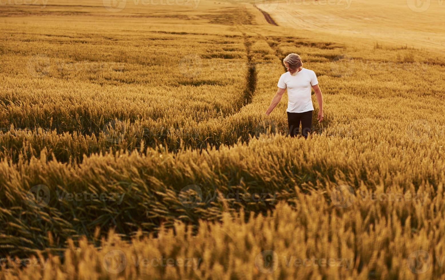 nel casuale Abiti. anziano elegante uomo con grigio capelli e barba su il agricolo campo con raccogliere foto