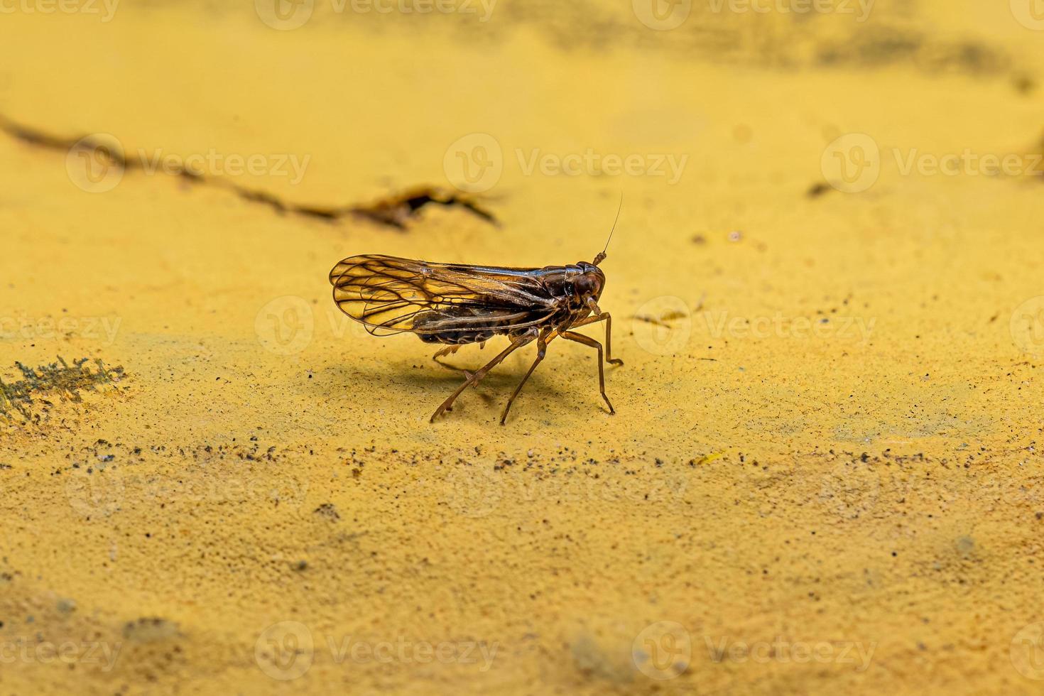 insetto planthopper delfacida adulto foto