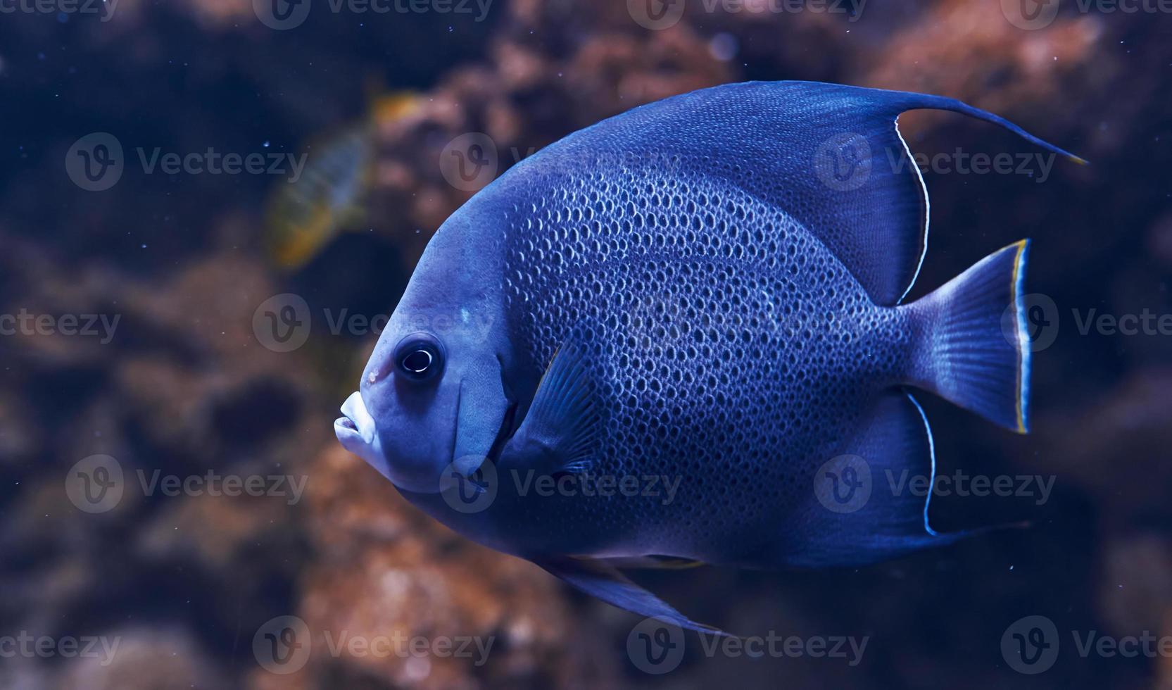 aracana ornata pesce è sott'acqua. vicino su Visualizza. vita nel oceano foto