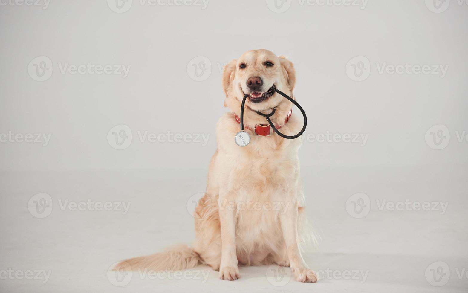 detiene medico stetoscopio nel bocca. d'oro cane da riporto è nel il studio contro bianca sfondo foto