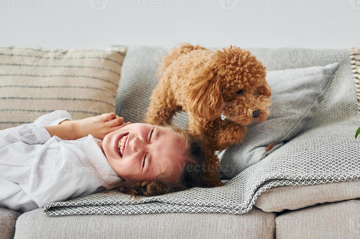 carino poco barboncino cucciolo è in casa nel il moderno domestico camera foto