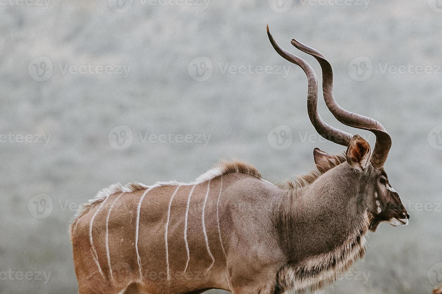 cudù, Sud Africa foto