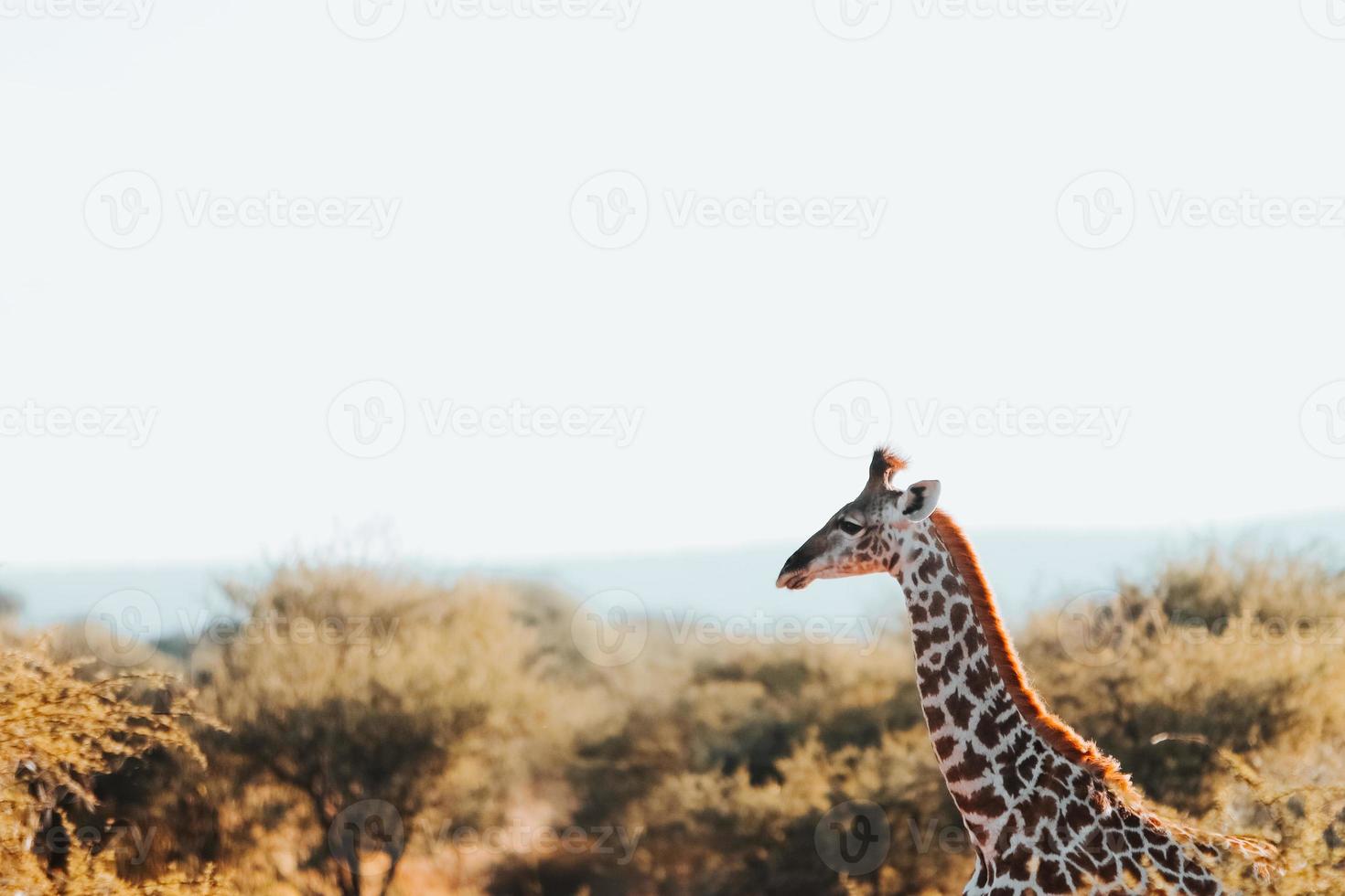 bambino giraffa, Sud Africa foto