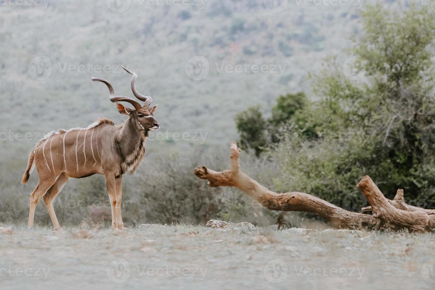 ritratto di kudu maschile foto