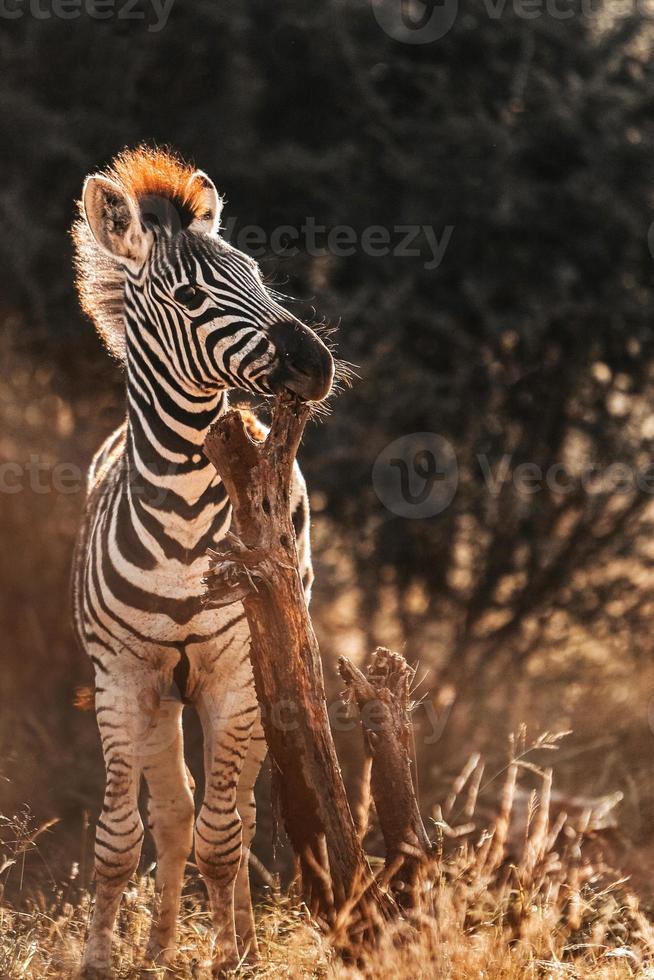 africano zebra, Sud Africa foto