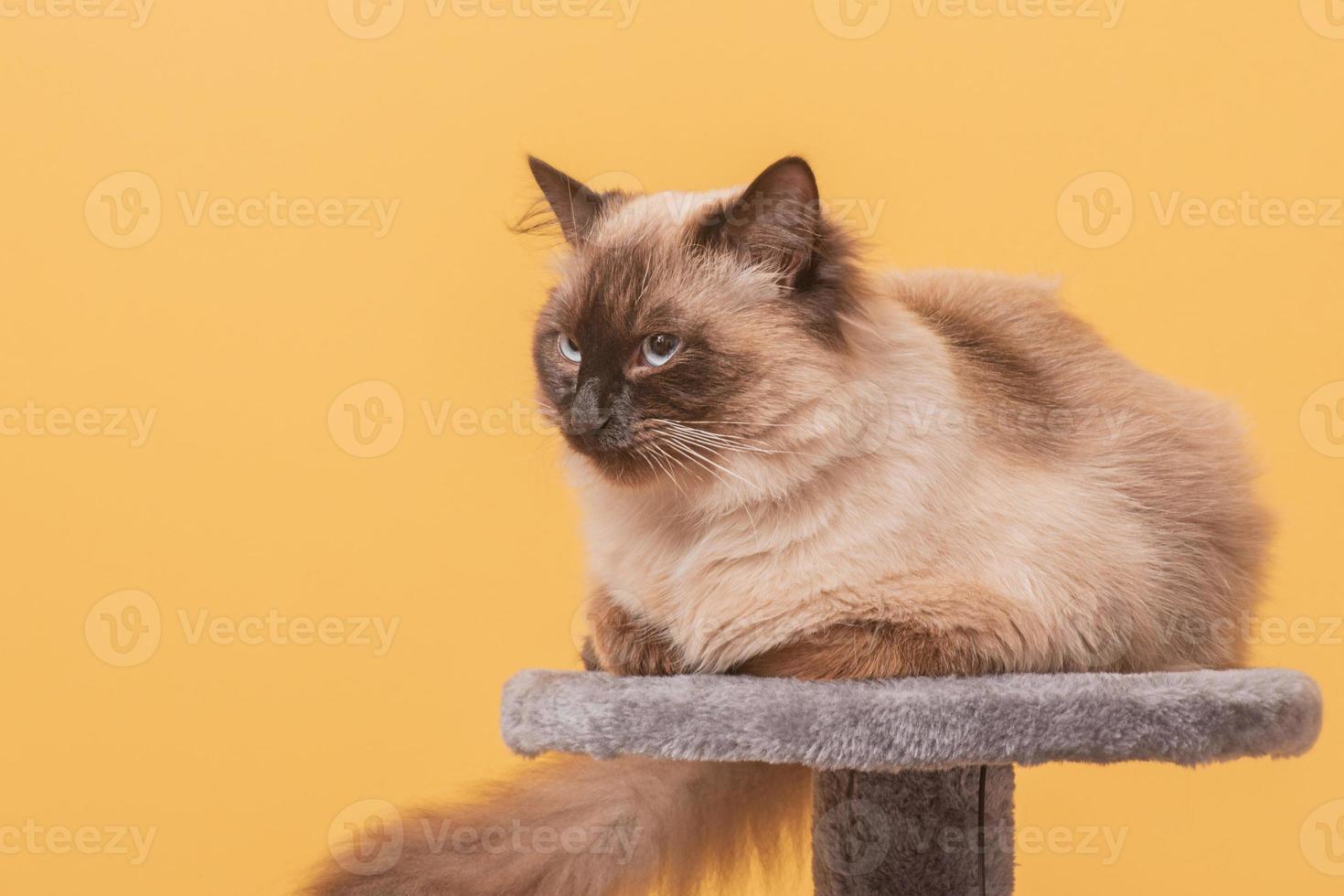 di razza giovane gatto su un' grigio gatto In piedi. gatto su un' giallo sfondo neva mascherata. foto