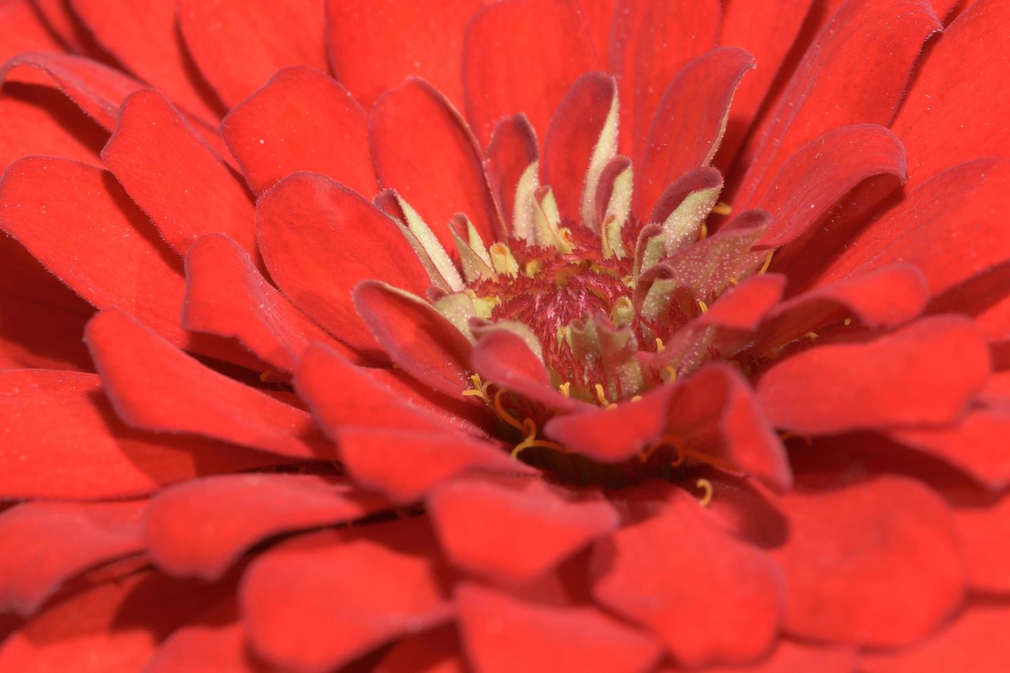 fiore di zinnia, primo piano foto