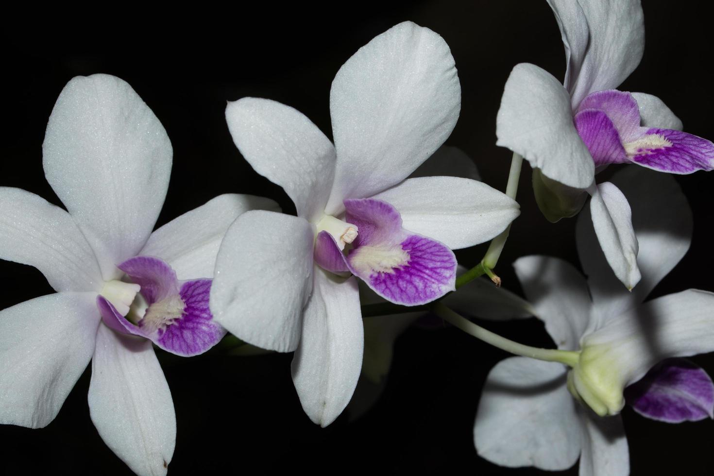 fiori di orchidea bianca foto