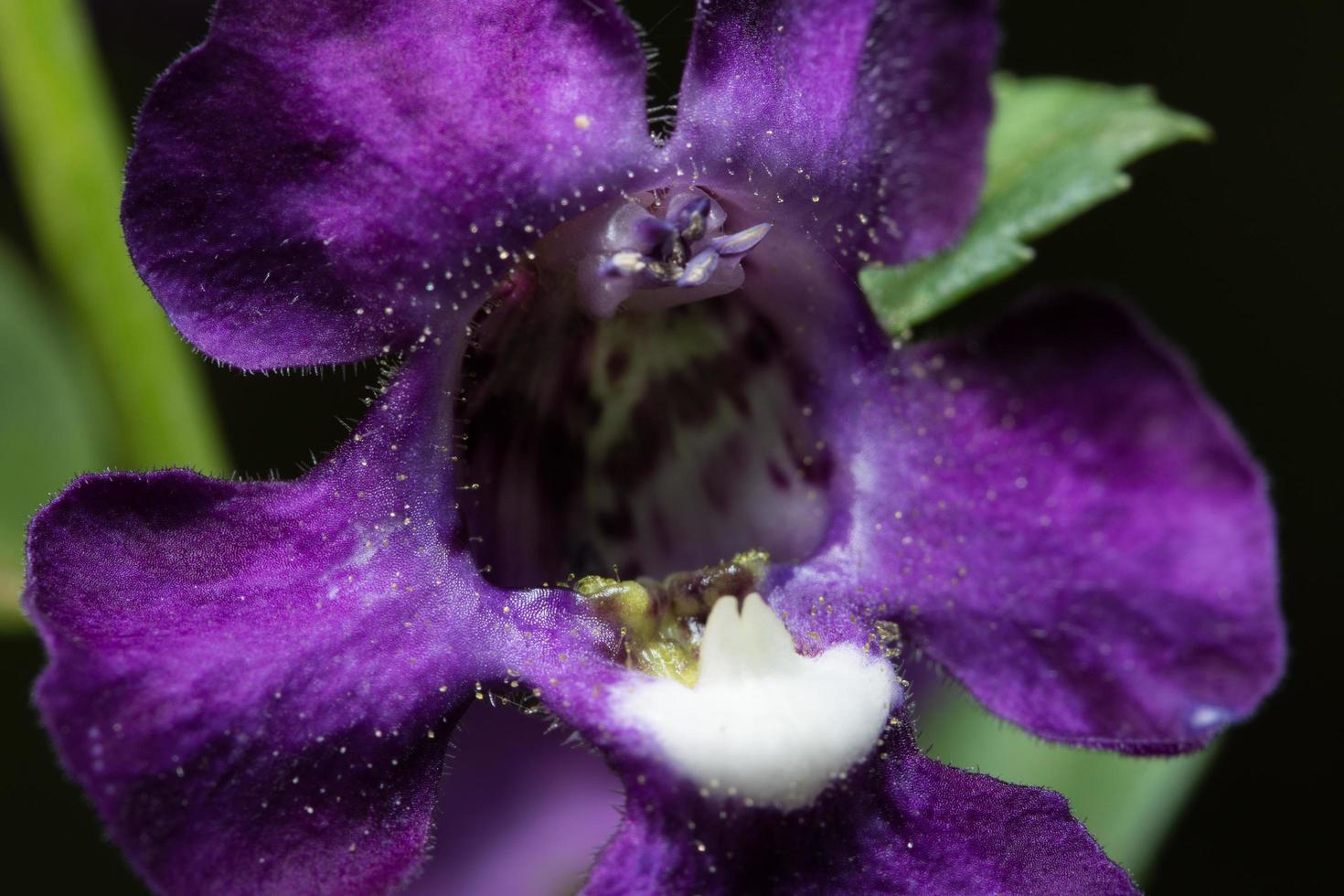 bellissimo fiore viola su sfondo nero foto