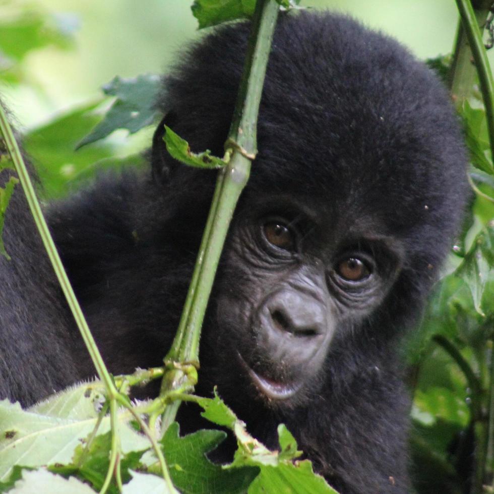 primo piano di un gorilla bambino foto