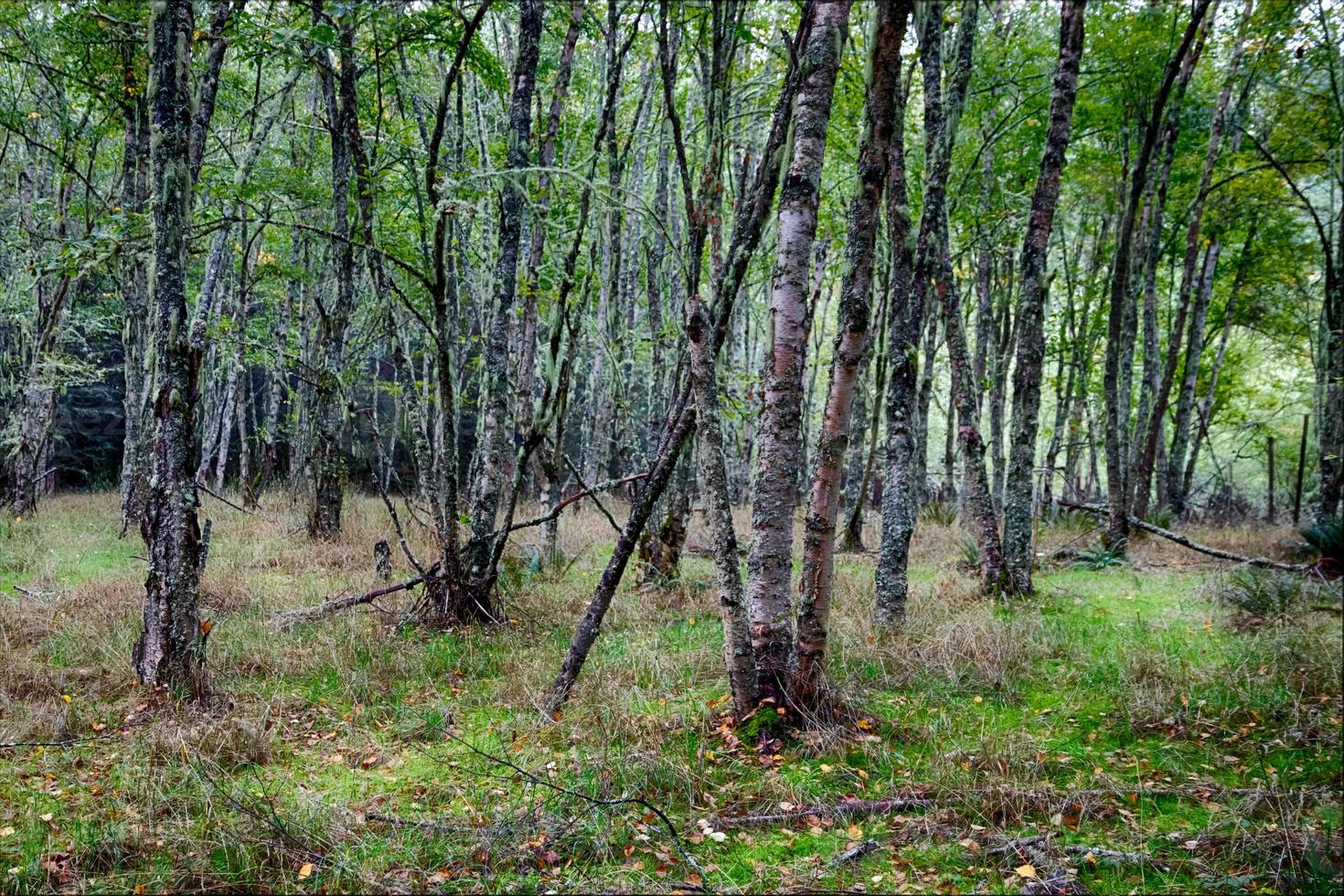 autunno bosco foresta con leggero mostrando foto