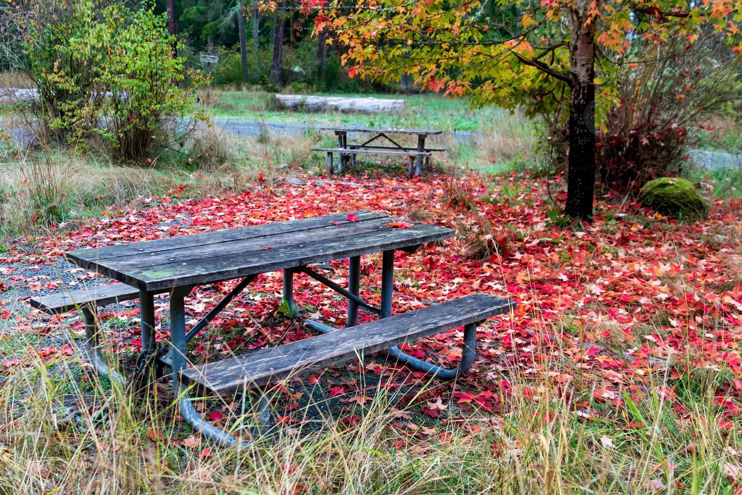 luminosa vivido colorato autunno autunno le foglie foto