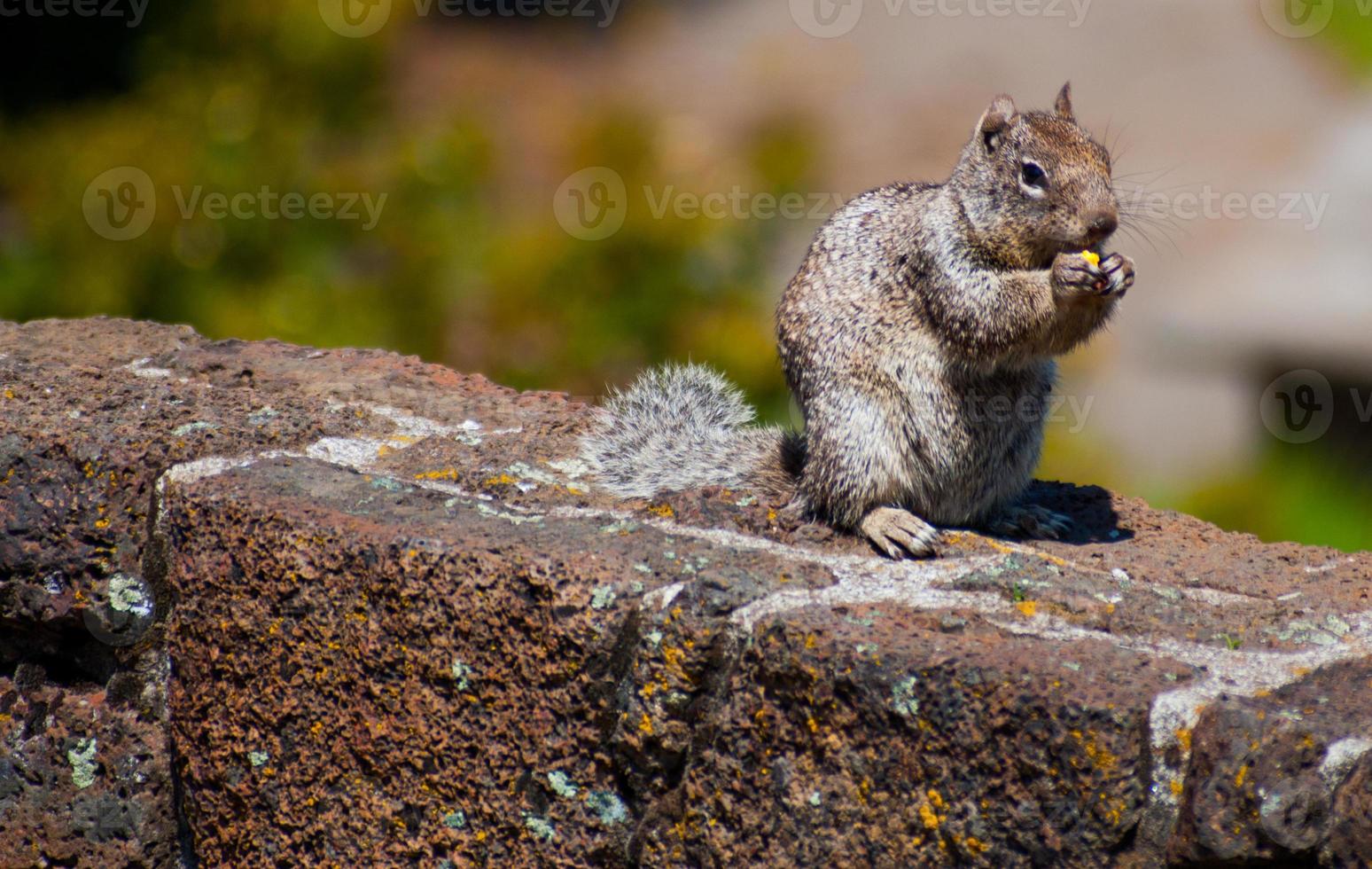 scoiattolo mangiare un' Noce su un' roccia recinto foto