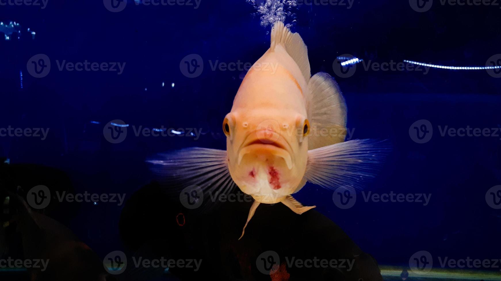 acquario pesce. astronomo è un' genere di pesce nel il famiglia ciclidi. Là siamo Due specie nel Questo genere, tutti e due trovato nel Sud America. foto