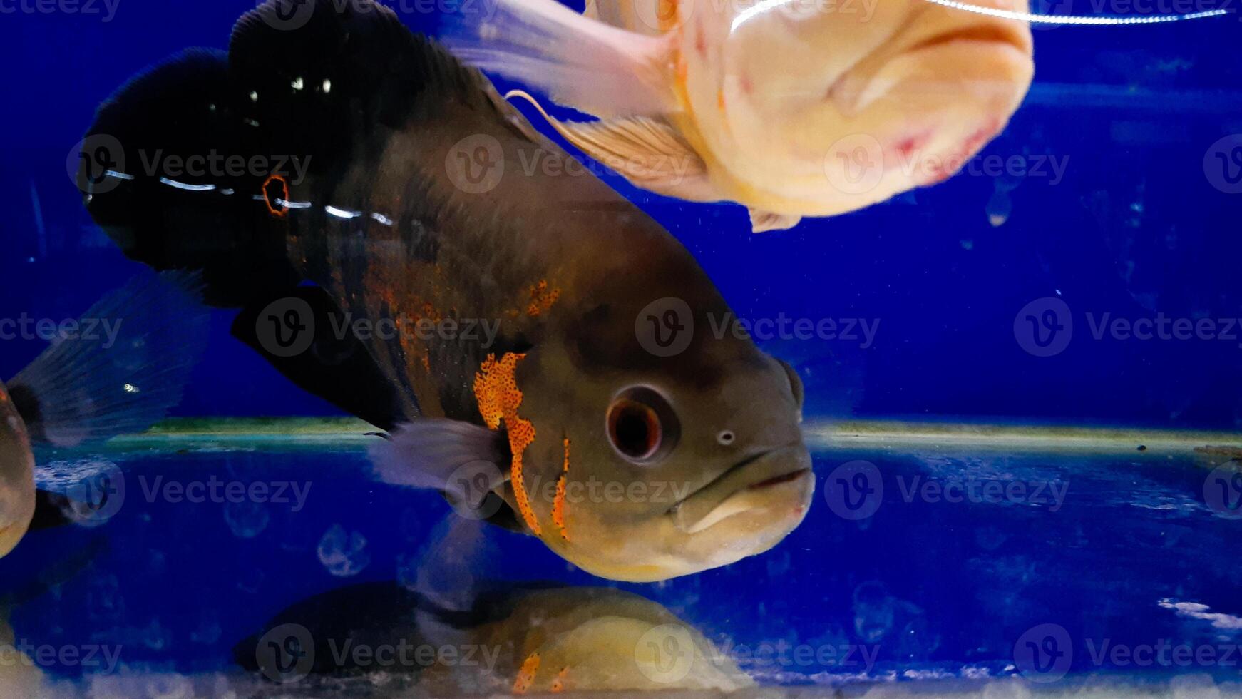 acquario pesce. astronomo è un' genere di pesce nel il famiglia ciclidi. Là siamo Due specie nel Questo genere, tutti e due trovato nel Sud America. foto