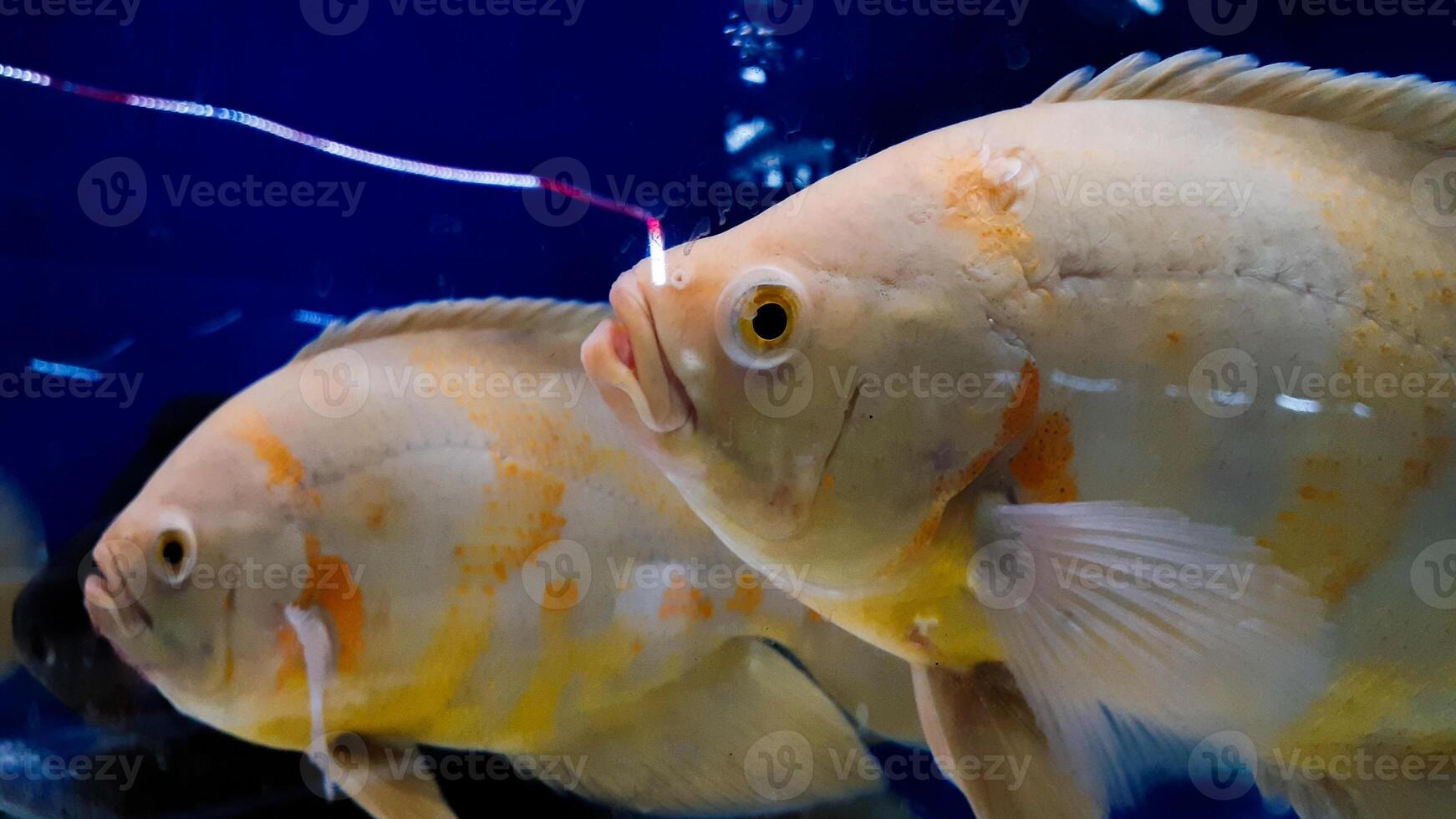 acquario pesce. astronomo è un' genere di pesce nel il famiglia ciclidi. Là siamo Due specie nel Questo genere, tutti e due trovato nel Sud America. foto