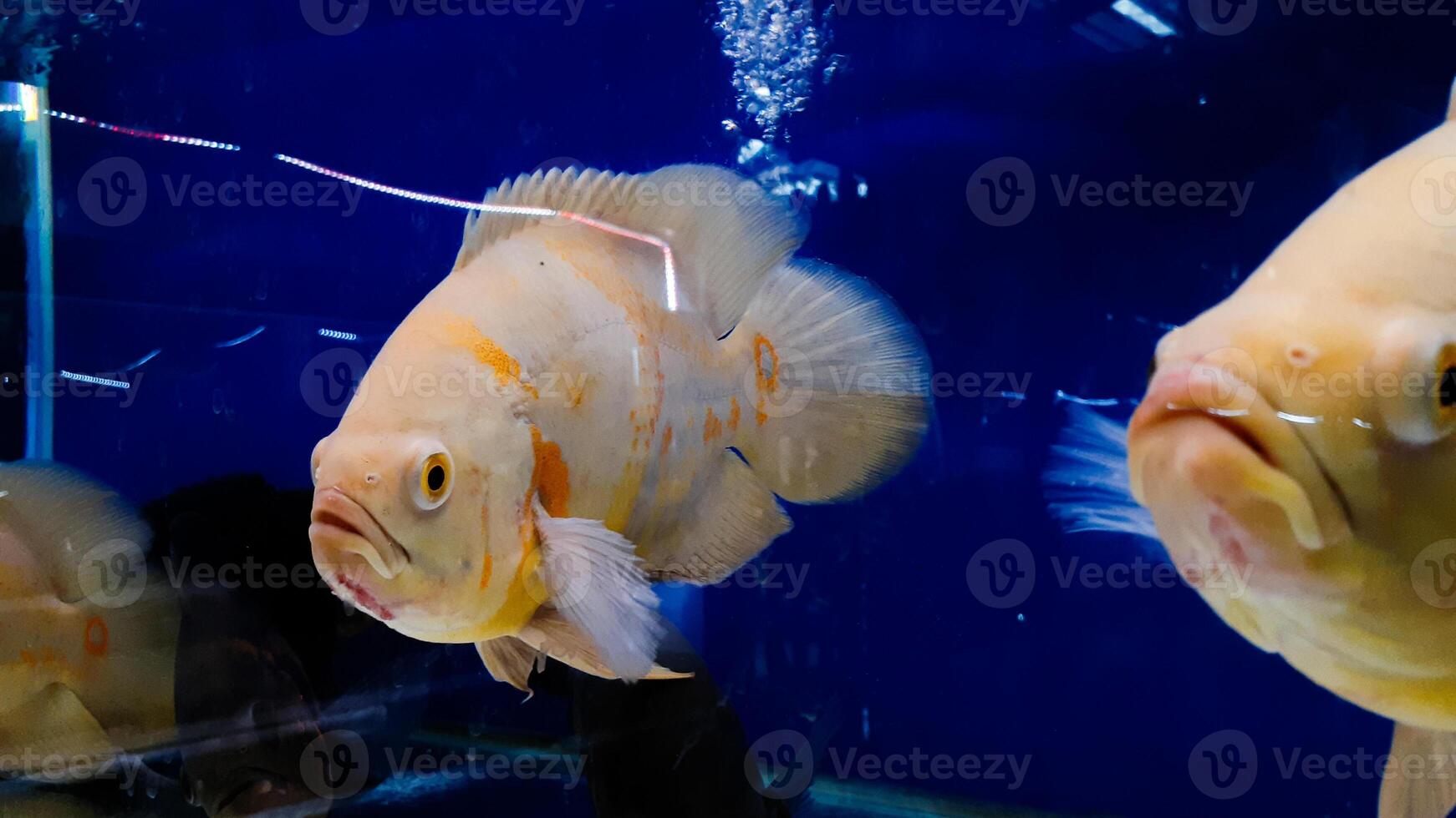 acquario pesce. astronomo è un' genere di pesce nel il famiglia ciclidi. Là siamo Due specie nel Questo genere, tutti e due trovato nel Sud America. foto