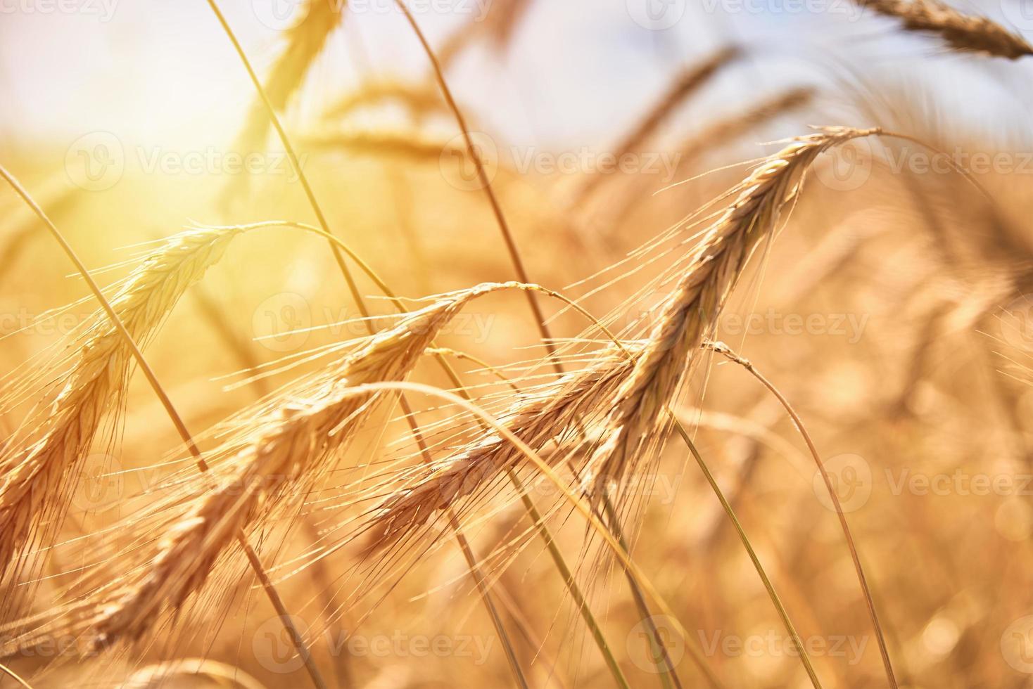 segale orecchie vicino su. segale campo nel un' estate giorno. raccogliere concetto foto