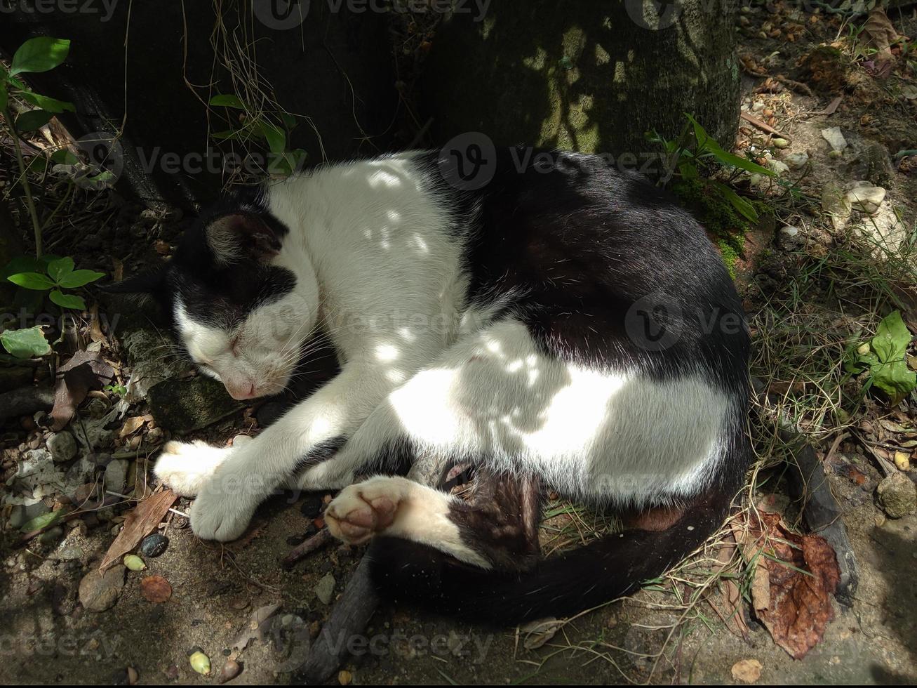 il gatto è addormentato sotto il albero foto