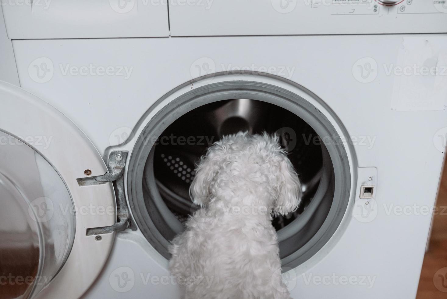 carino poco bianca cane guardare nel per lavaggio macchina. foto