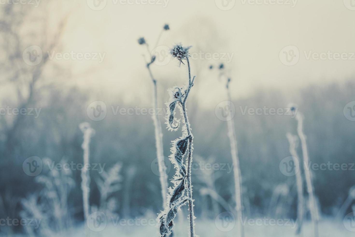 vicino su congelato secco fiore nel foresta concetto foto