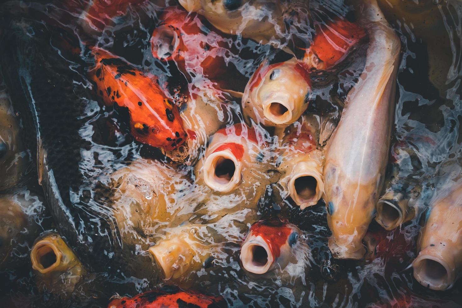 carpe dorate e pesci koi, pesci decorativi colorati galleggiano in uno stagno artificiale, concetto animale. foto