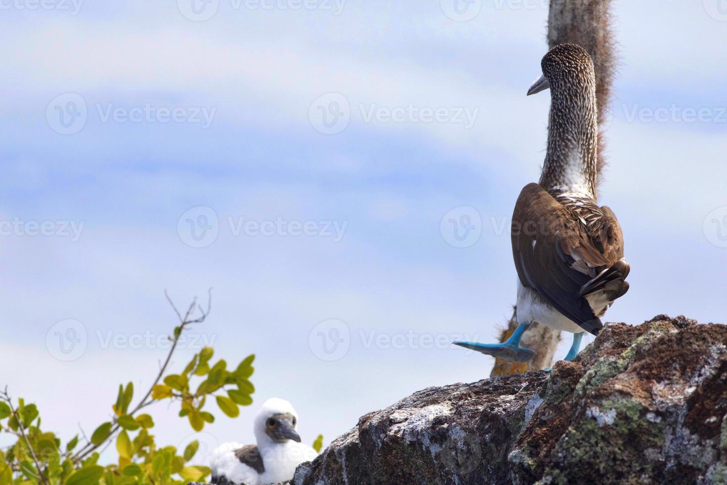 blu piedi tette nel il galapagos isole foto