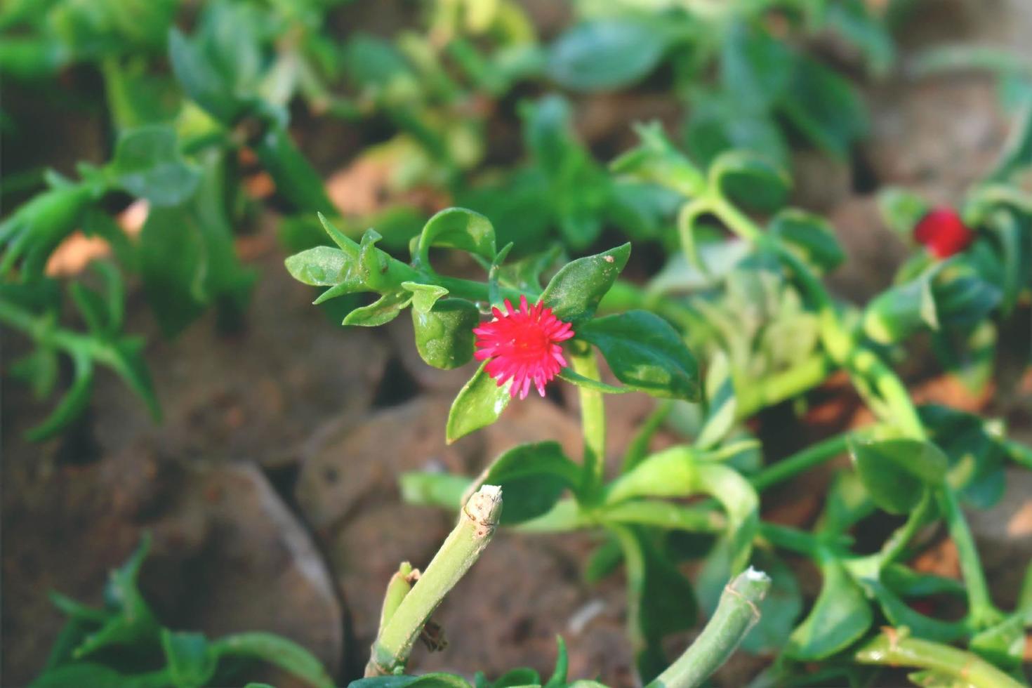 avvicinamento di fiore nel all'aperto giardino foto