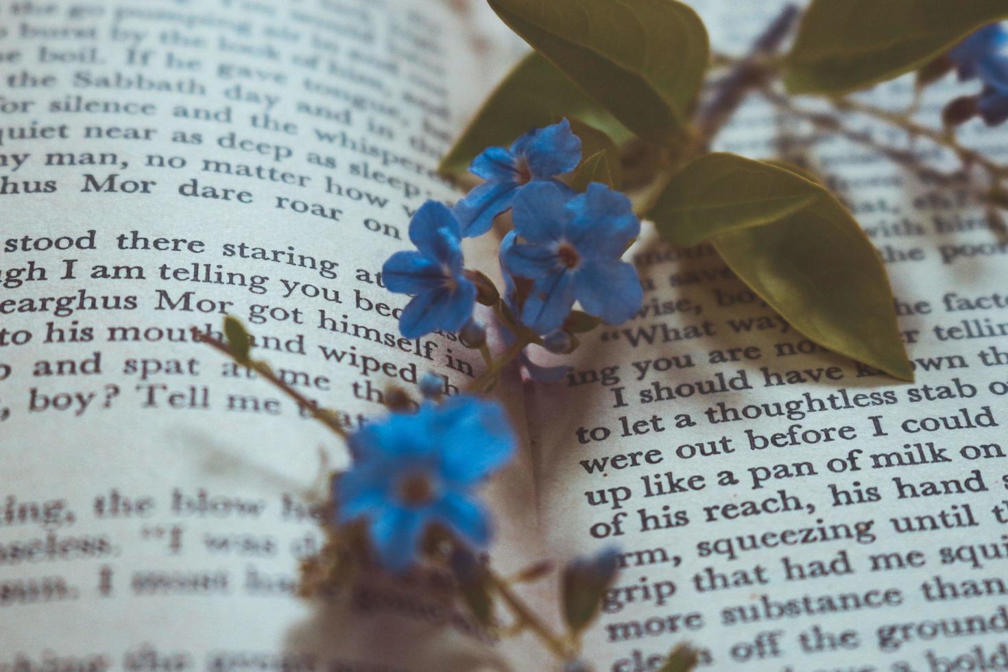 minuscolo viola fiori nel vecchio Vintage ▾ libro foto