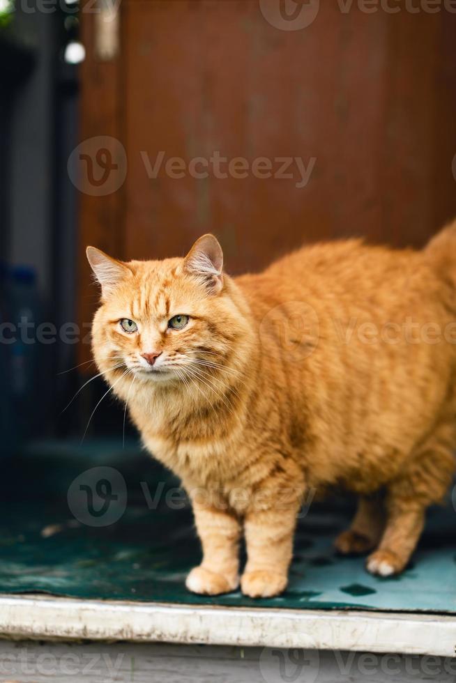 uno carino animale domestico. foto