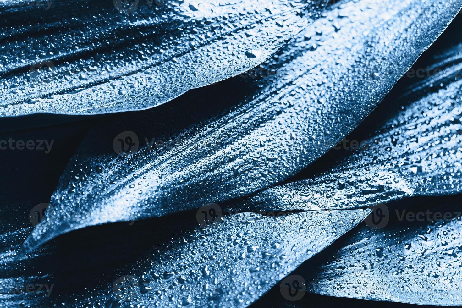 creativo disposizione di blu le foglie. natura sfondo. foto