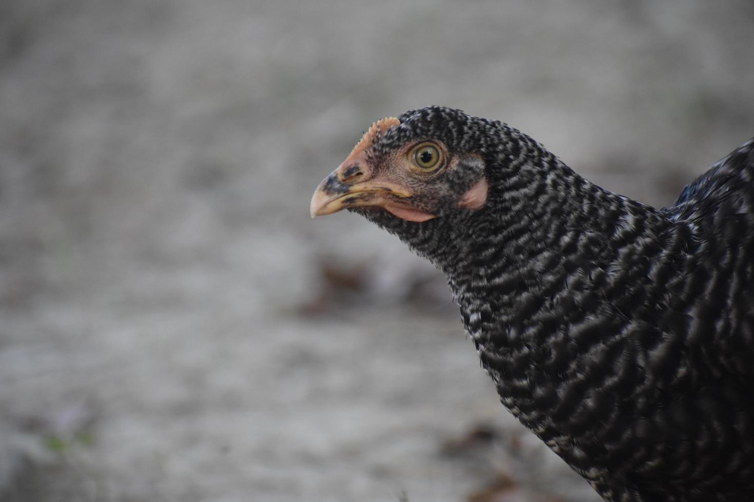 nero gallina avvicinamento viso con sfocatura sfondo foto