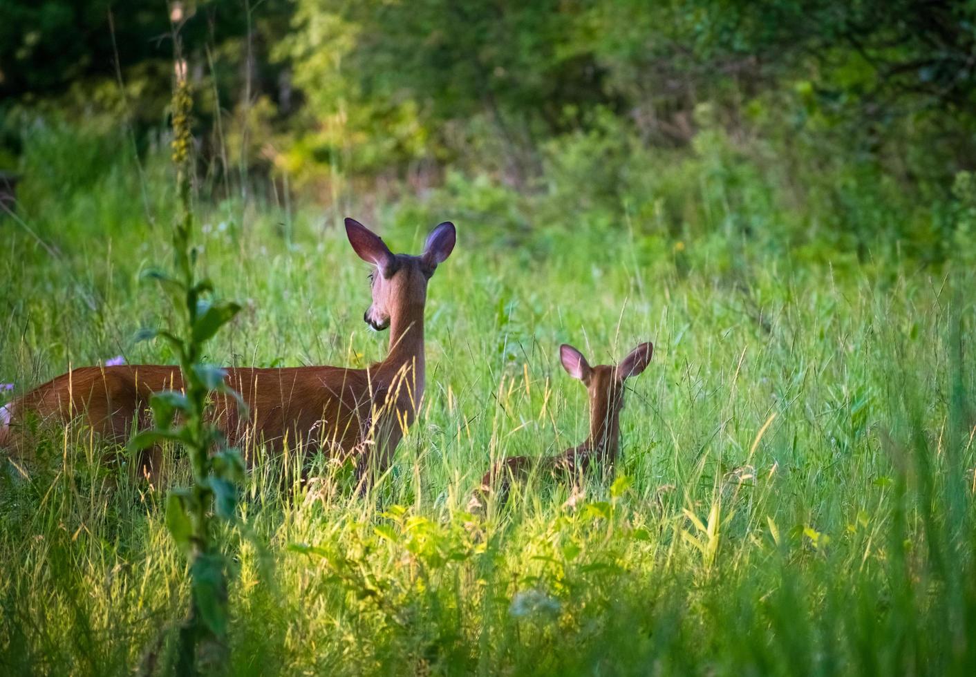 madre cervo e cerbiatto nel un' campo foto