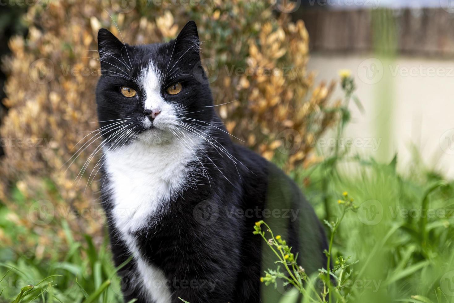 un' gratuito gatto tra natura foto