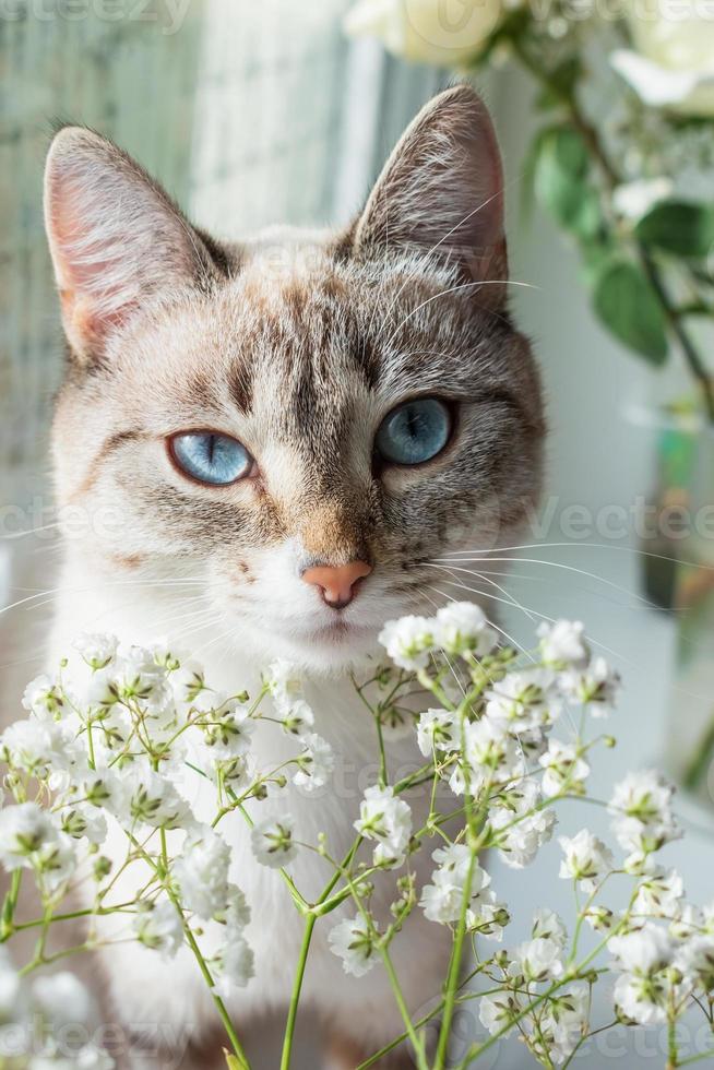 gatto con bellissimo blu occhi. gatto e mazzo di bianca gypsophila fiori. ojos azuli razza gatto. beige e bianca colori gattino viso ritratto. leggero primavera fotografia. foto