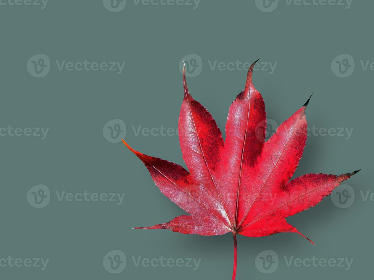 isolato di un' singolo vivace rosso acero foglia, colore di autunno, caduto foglie, ritagliare, asciutto foglia, trasparente, elemento, oggetto, grafico risorsa foto