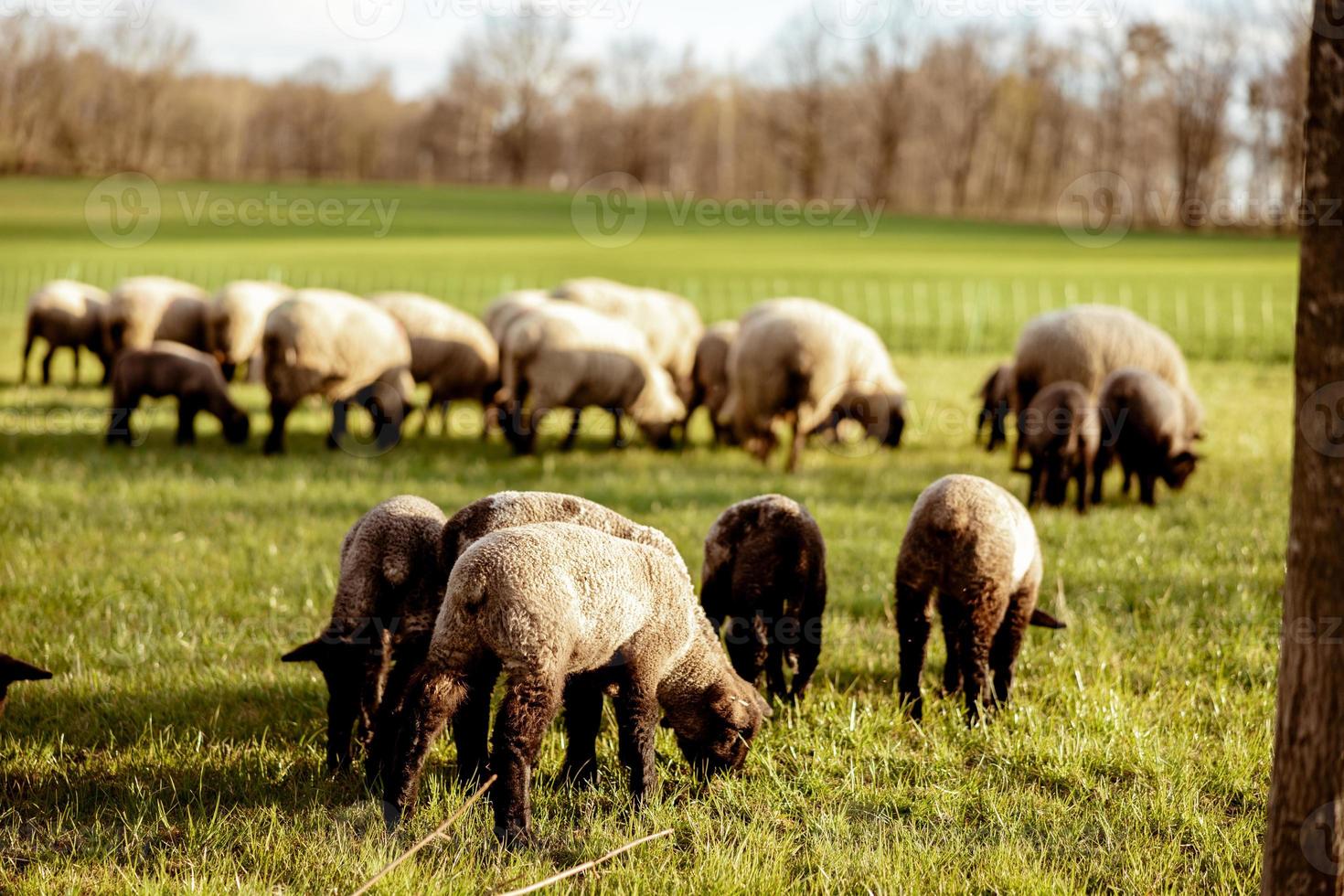 gregge di pecora su campo. pecora e agnello su il prato mangiare erba nel il gregge. agricoltura all'aperto. bellissimo paesaggio. animali di azienda agricola. soleggiato sera, sorprendente tempo atmosferico. foto