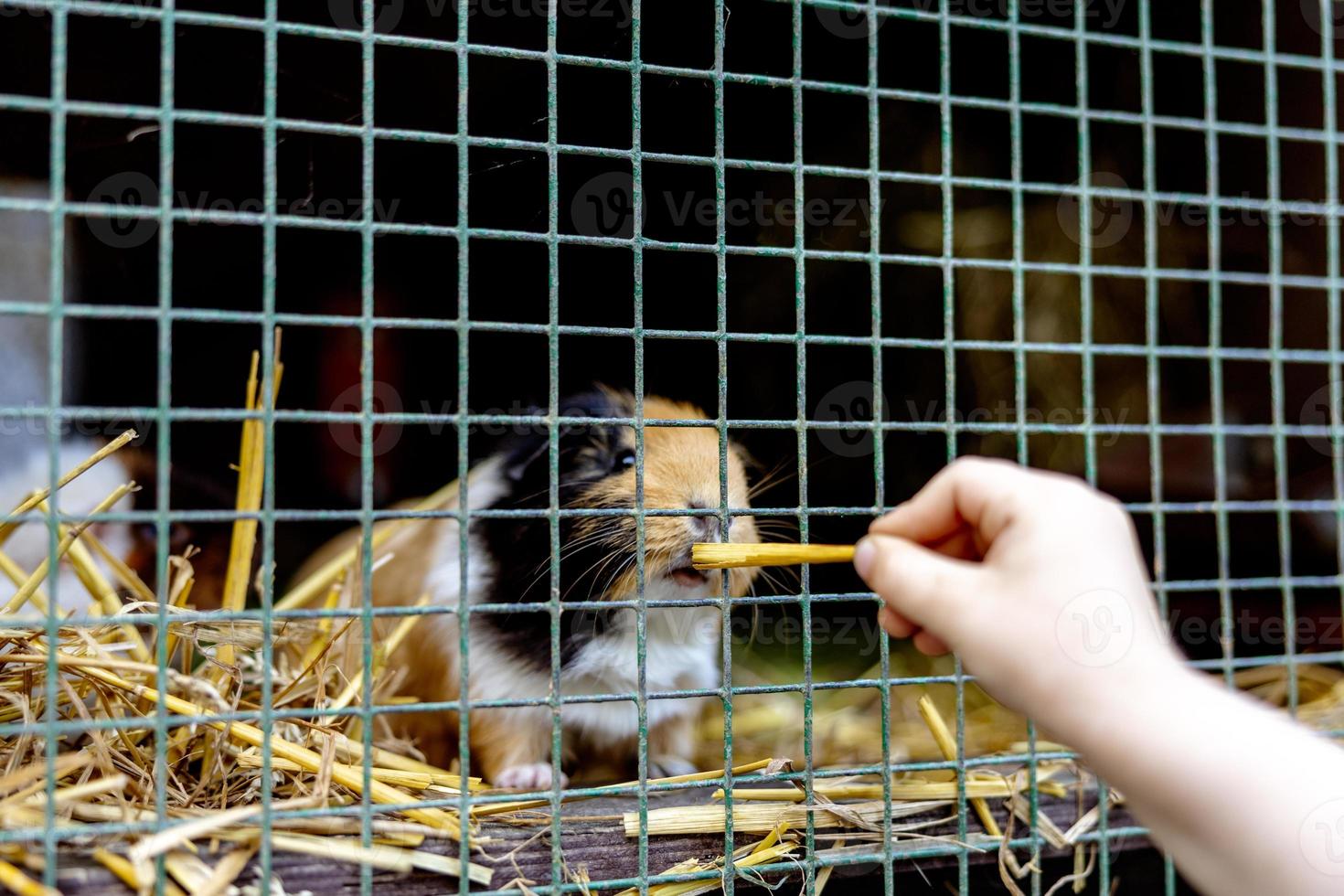 carino Guinea maiali su animale azienda agricola nel hutch. Guinea maiale nel gabbia su naturale eco azienda agricola. animale bestiame e ecologico agricoltura. bambino alimentazione un' animale domestico attraverso il divario nel il gabbia. foto