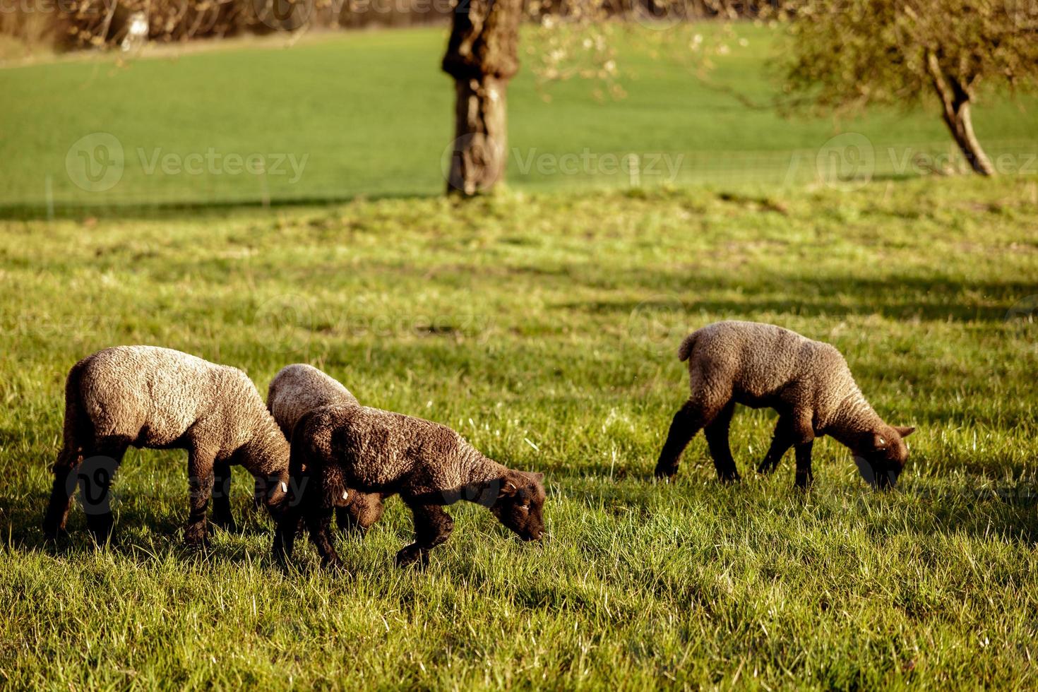 gregge di pecora su campo. pecora e agnello su il prato mangiare erba nel il gregge. agricoltura all'aperto. bellissimo paesaggio. animali di azienda agricola. soleggiato sera, sorprendente tempo atmosferico. foto