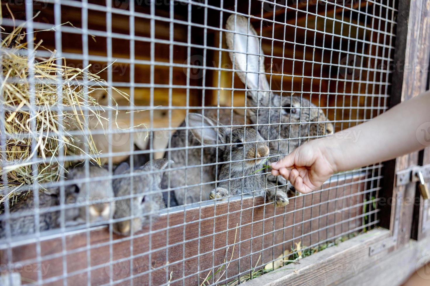 carino conigli su animale azienda agricola nel conigliera. coniglietto nel gabbia su naturale eco azienda agricola. animale bestiame e ecologico agricoltura. bambino alimentazione un' animale domestico coniglio attraverso il divario nel il gabbia. foto