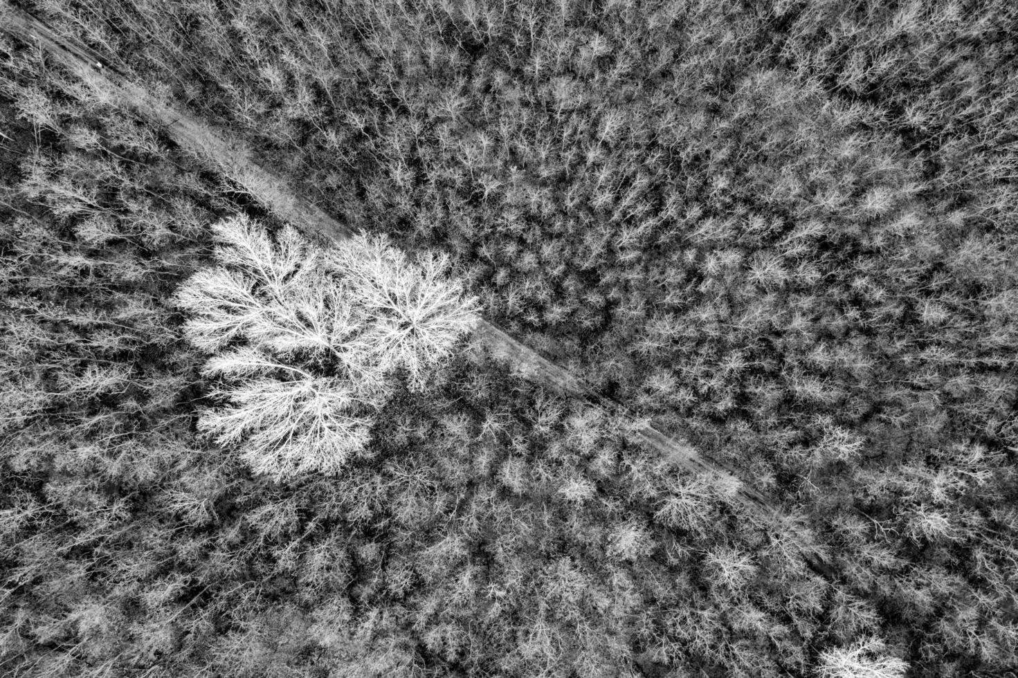 drammatico nero e bianca processi di foresta grunge con alcuni gigante bianca alberi isolato. astratto foresta aereo paesaggio. astratto natura struttura foto