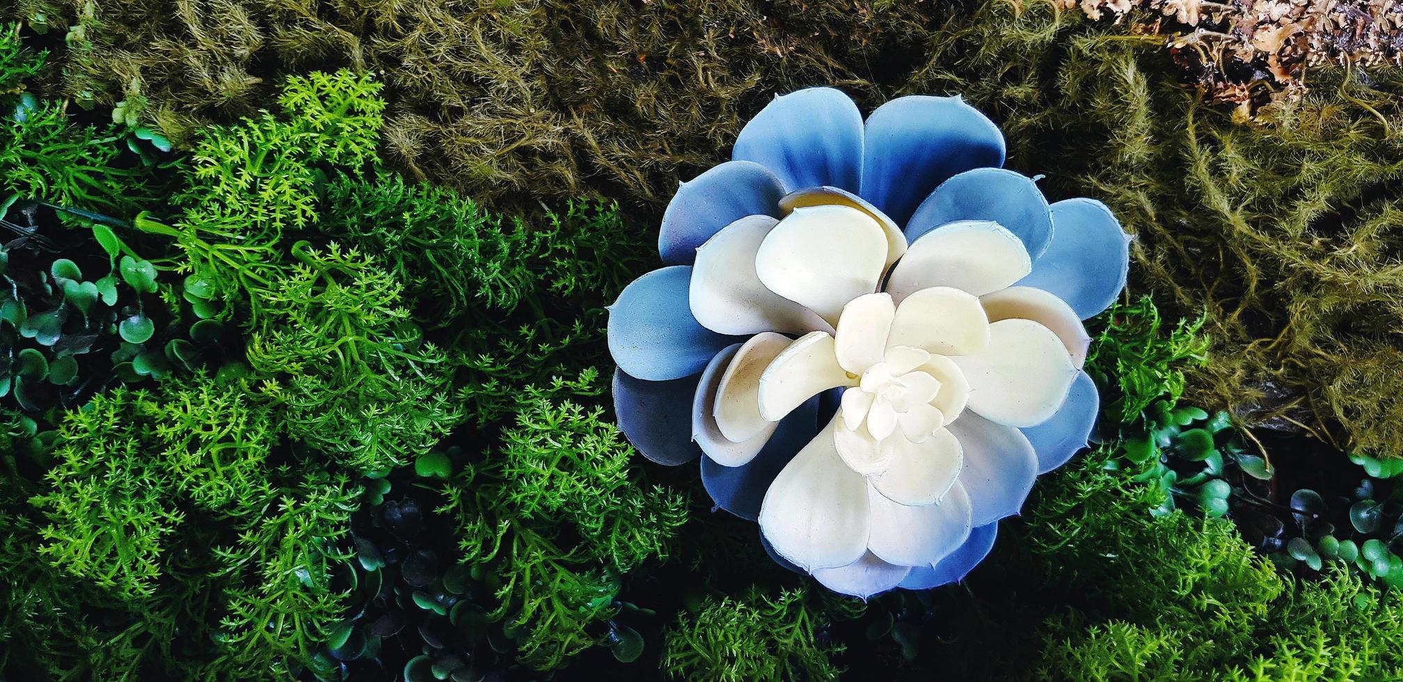 bellissimo bianca e blu fiore su verde muschio e felce sfondo con copia spazio. flora o floreale su naturale sfondo o parete. tropicale albero. foto