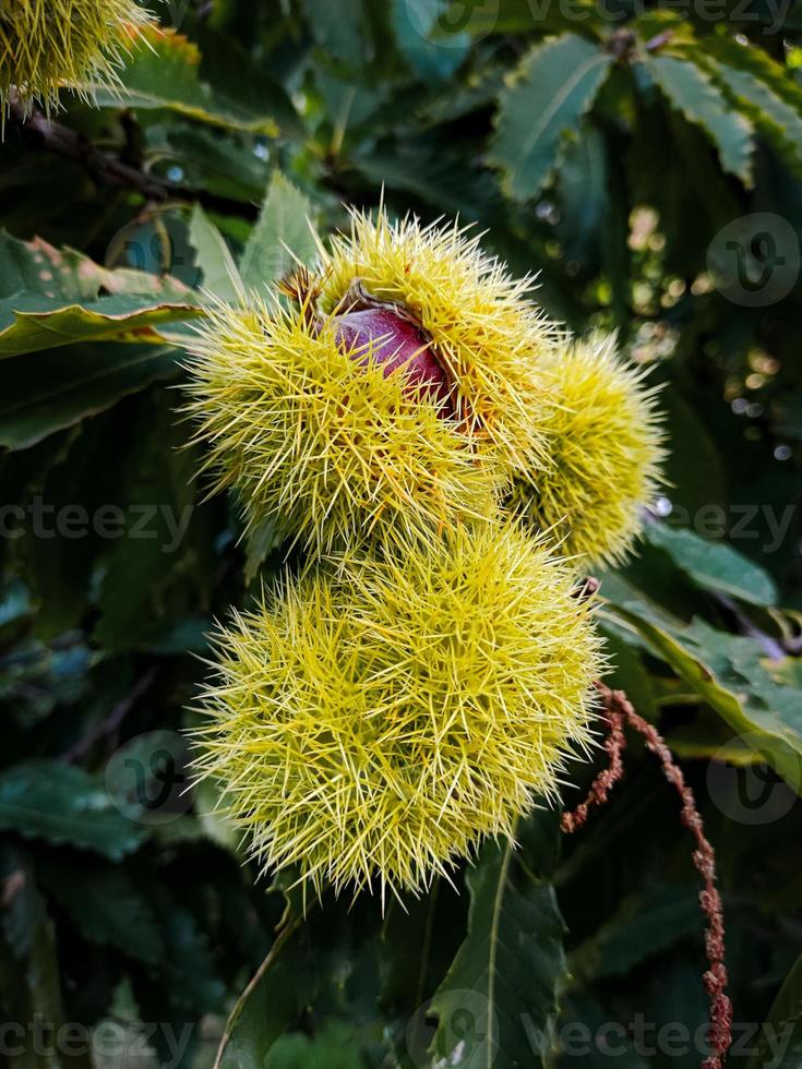 maturo castagne sospeso su il albero foto