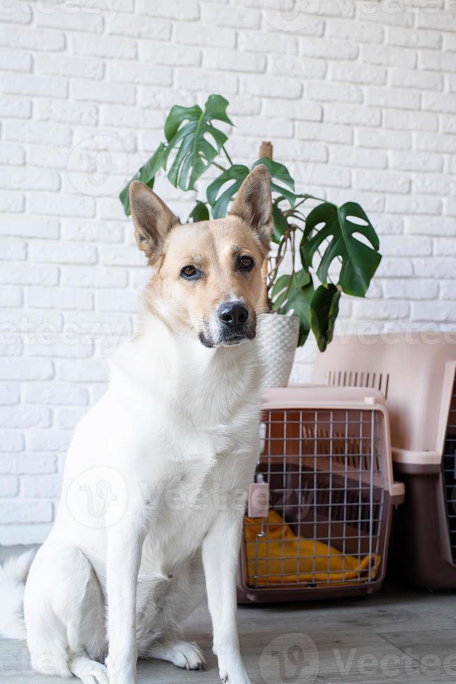 carino bichon frise cane seduta di viaggio animale domestico vettore, mattone parete sfondo foto