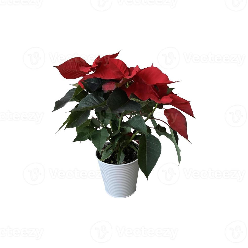 rosso poinsettia tradizionale Natale fiore nel il pentola isolato tagliare su oggetto, luminosa di stagione decorazione per inverno vacanze, ritaglio sentiero foto