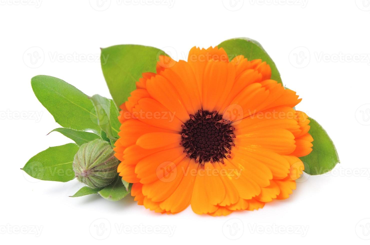 singolo calendula fiori foto