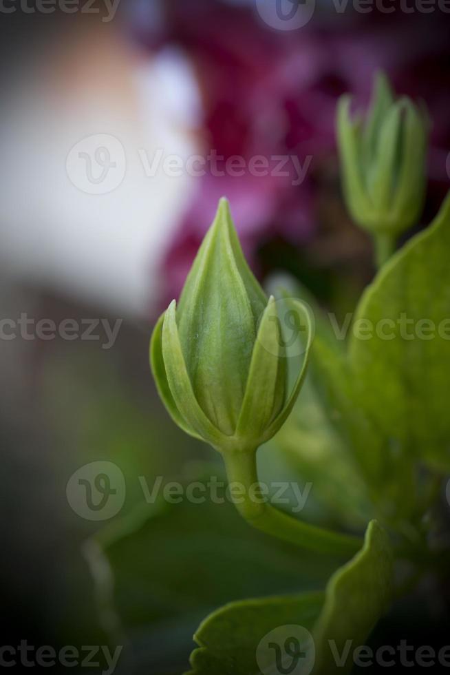 un' avvicinamento foto di un' verde ibisco germoglio